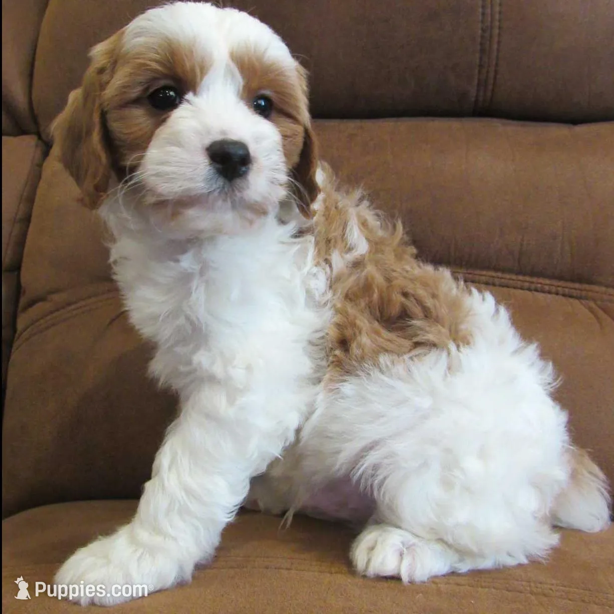 Leo 💙, a male Cavapoo for sale in Oskaloosa, KS – Photo 2 of 7