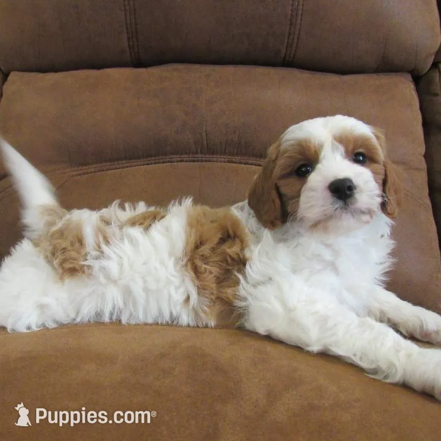 Leo 💙, a male Cavapoo for sale in Oskaloosa, KS – Photo 6 of 7