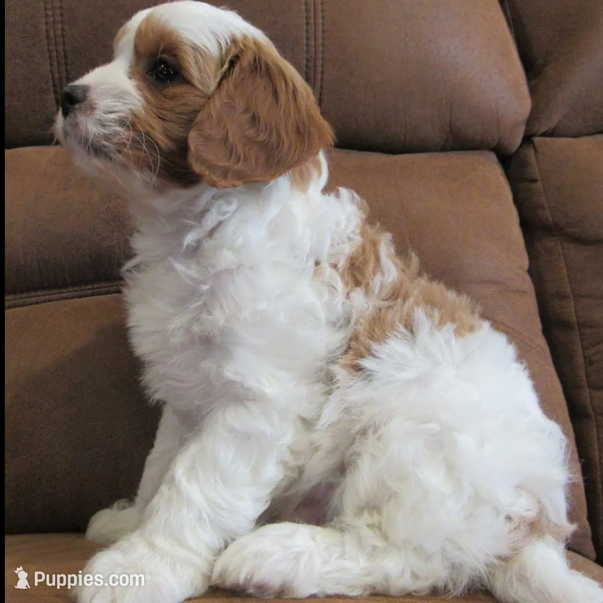 Leo 💙, a male Cavapoo for sale in Oskaloosa, KS – Photo 7 of 7