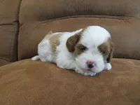 Nicole, a female Cavapoo for sale in Oskaloosa, KS – 3 of 7