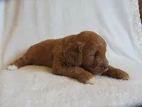 Maverick, a male Cavapoo for sale in Oskaloosa, KS – 3 of 6