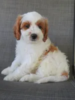 Noelle, a female Cavapoo for sale in Oskaloosa, KS – 8 of 10