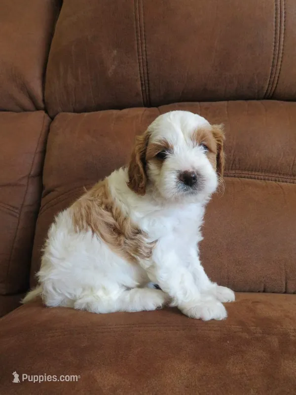 Noelle – Cavapoo puppy for sale in Oskaloosa, KS
