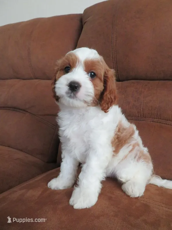 Nalo – Cavapoo puppy for sale in Oskaloosa, KS