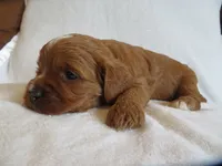 Macy, a female Cavapoo for sale in Oskaloosa, KS – 5 of 6