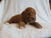 Maverick, a male Cavapoo for sale in Oskaloosa, KS – 5 of 6