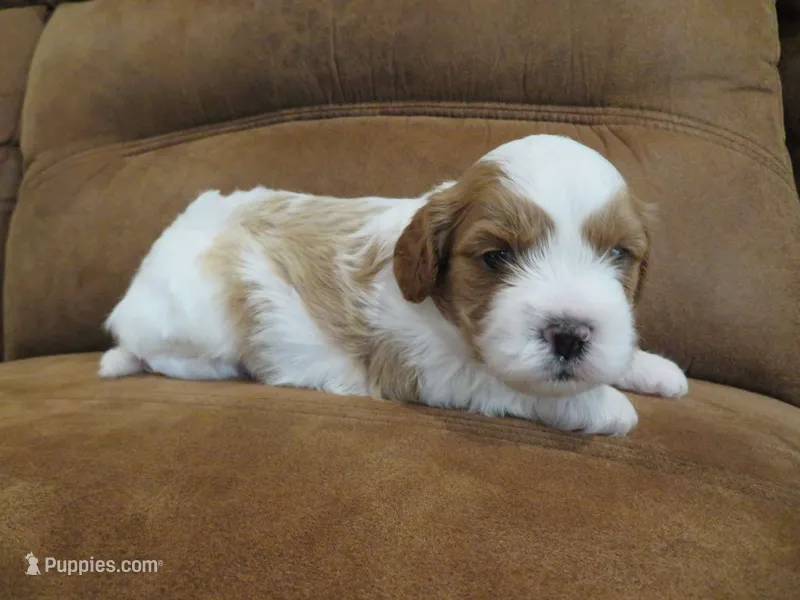 Nalo – Cavapoo puppy for sale in Oskaloosa, KS