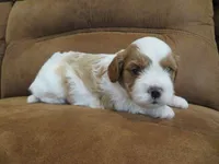 Nalo, a male Cavapoo for sale in Oskaloosa, KS – 1 of 7