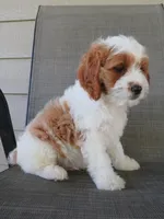 Nalo, a male Cavapoo for sale in Oskaloosa, KS – 2 of 8