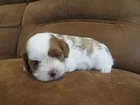 Nicole, a female Cavapoo for sale in Oskaloosa, KS – 4 of 7