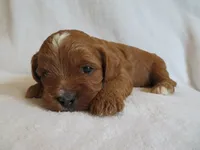 Macy, a female Cavapoo for sale in Oskaloosa, KS – 3 of 6