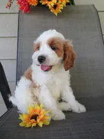 Noelle, a female Cavapoo for sale in Oskaloosa, KS – 3 of 10