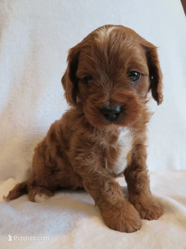 Macy – Cavapoo puppy for sale in Oskaloosa, KS
