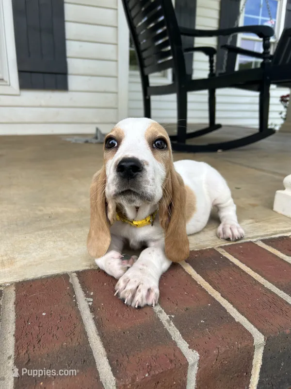 Theo – Basset Hound puppy for sale in Siler City, NC