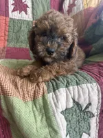Rusty, a male Poodle - Toy  for sale in Siler City, NC – 3 of 6