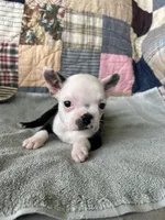 Lola, a female Boston Terrier for sale in Siler City, NC – 4 of 4