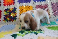 Buddy, a male Basset Hound for sale in Siler City, NC – Photo 6 of 6