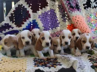 Buddy, a male Basset Hound for sale in Siler City, NC – Photo 5 of 6