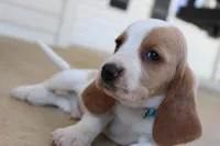 Buddy, a male Basset Hound for sale in Siler City, NC – Photo 4 of 6