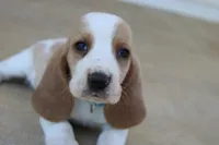 Buddy, a male Basset Hound for sale in Siler City, NC – Photo 3 of 6