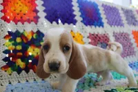 Buddy, a male Basset Hound for sale in Siler City, NC – Photo 2 of 6