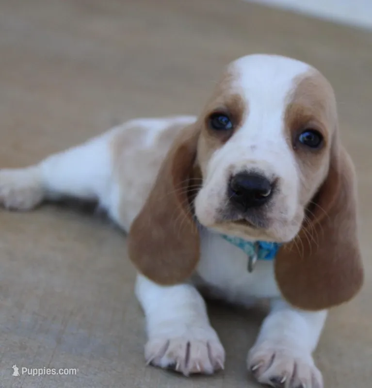 Buddy – Basset Hound puppy for sale in Siler City, NC