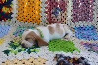 Goofy, a male Basset Hound for sale in Siler City, NC – Photo 4 of 6