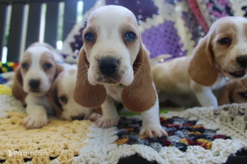 Goofy – Basset Hound puppy for sale in Siler City, NC