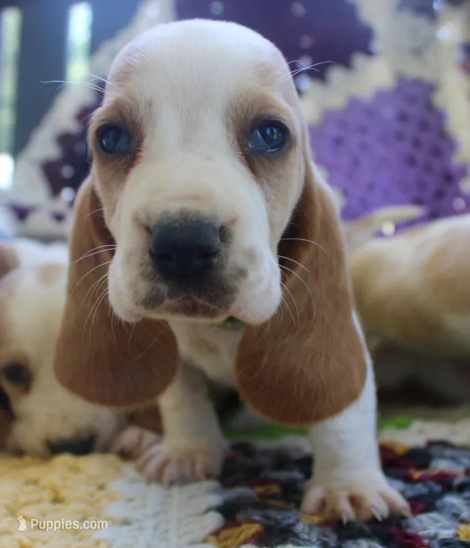 Goofy – Basset Hound puppy for sale in Siler City, NC