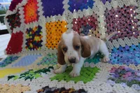Goofy, a male Basset Hound for sale in Siler City, NC – Photo 5 of 6
