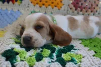 Goofy, a male Basset Hound for sale in Siler City, NC – Photo 2 of 6