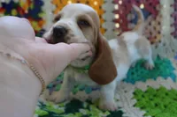 Goofy, a male Basset Hound for sale in Siler City, NC – Photo 3 of 6