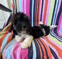 Jenna, a female Havapoo for sale in Siler City, NC – 5 of 5