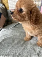 Cody, a male Cavapoo for sale in Siler City, NC – 4 of 5