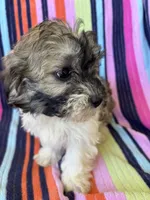 Sarah, a female Havapoo for sale in Siler City, NC – 3 of 5