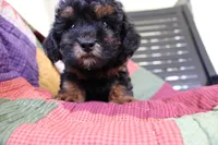 Sasha, a female Poodle - Toy  for sale in Siler City, NC – 2 of 4