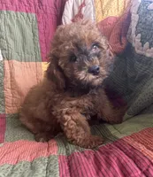 Rusty, a male Poodle - Toy  for sale in Siler City, NC – 4 of 6