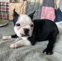 Reba, a female Boston Terrier for sale in Siler City, NC – 4 of 4