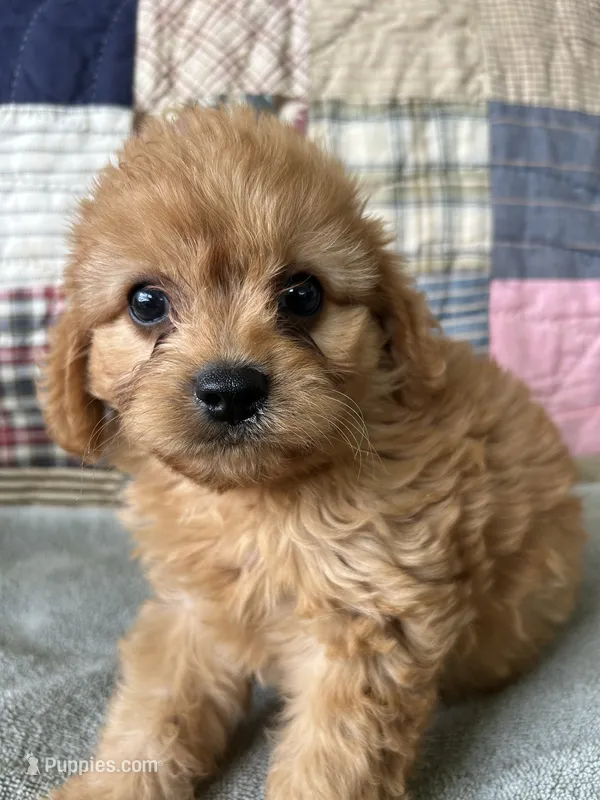 Joey – Cavapoo puppy for sale in Siler City, NC