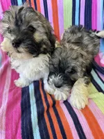 Sarah, a female Havapoo for sale in Siler City, NC – 4 of 5
