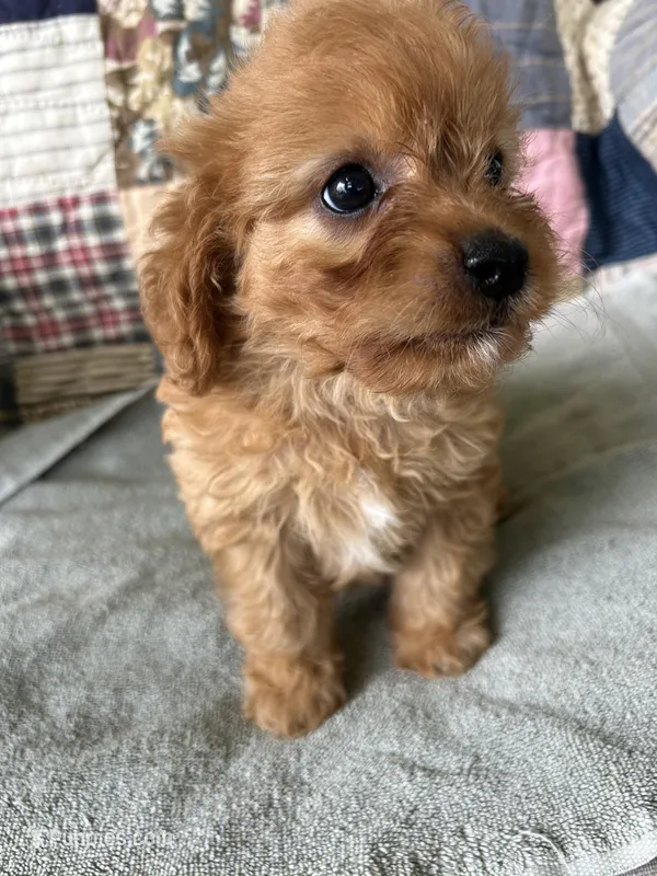 Cody – Cavapoo puppy for sale in Siler City, NC
