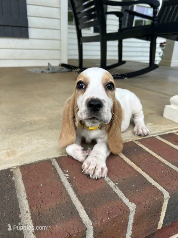 Theo – Basset Hound puppy for sale in Siler City, NC