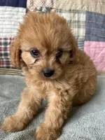 Joey, a male Cavapoo for sale in Siler City, NC – 5 of 5