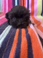 Gizmo, a male Yorkipoo for sale in Siler City, NC – 2 of 4
