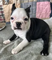 Reba, a female Boston Terrier for sale in Siler City, NC – 2 of 4
