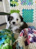 Bandit , a male Aussiedoodle and Poodle - Toy  for sale in Siler City, NC – Photo 3 of 3