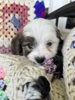 Bandit , a male Aussiedoodle and Poodle - Toy  for sale in Siler City, NC – Photo 1 of 3