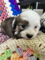 Bandit , a male Aussiedoodle and Poodle - Toy  for sale in Siler City, NC – Photo 2 of 3
