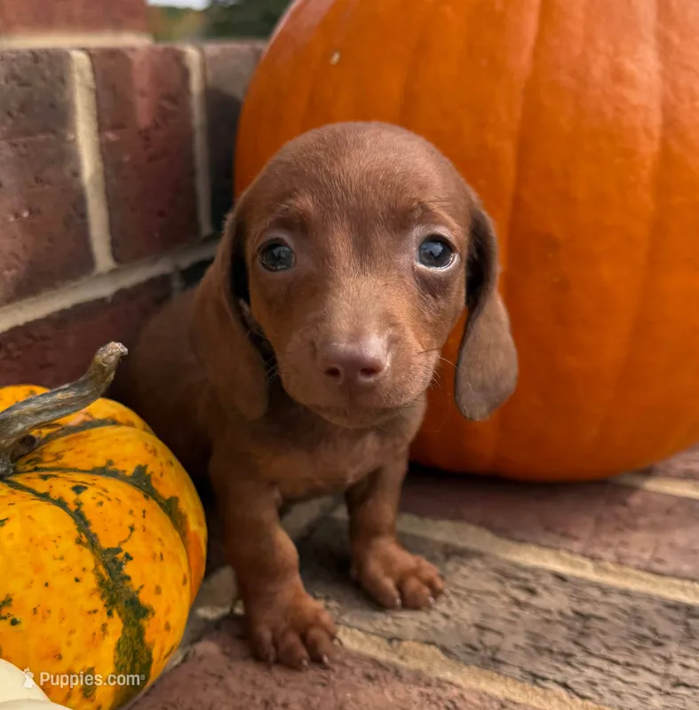 Link – Miniature Dachshund puppy for sale in Siler City, NC