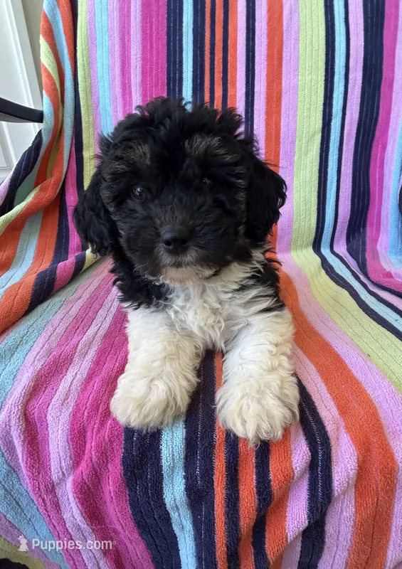 Jenna – Havapoo puppy for sale in Siler City, NC